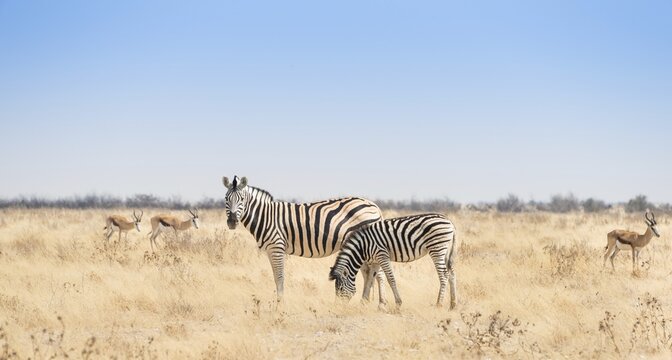 Plains Zebra (Equus quagga) with foal, Etosha National Park, Namibia
