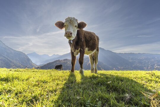 Allg&auml;uer Braunvieh (Bos primigenius taurus), Allg&auml;u, Bavaria, Germany