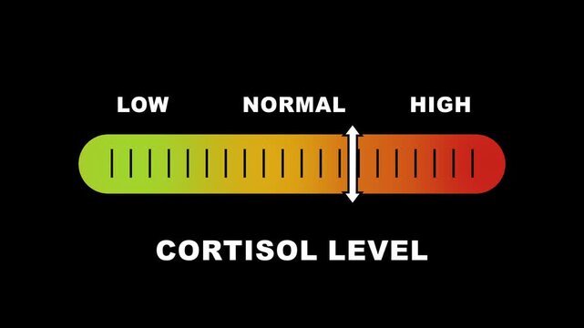 Cortisol level indicator scale. Low Normal High meter infographic animation on white background. Animation showing high cortisol level color gauge indicator for health and wellness content.