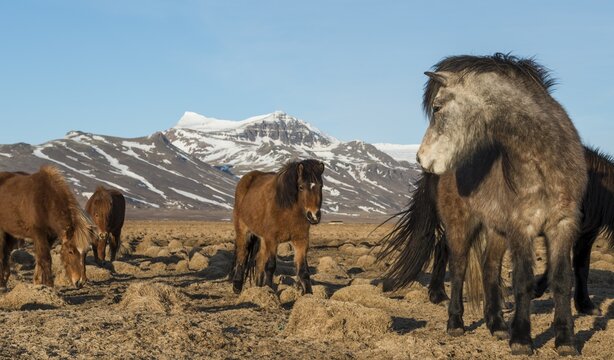 Herd Icelandic horses (Equus islandicus) in front of snow-covered mountains, Southern Iceland, Iceland