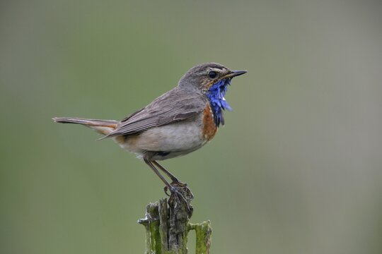 Bluethroat (Luscinia svecica), Emsland, Lower Saxony, Germany