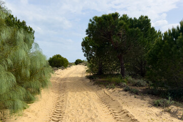 Fototapeta premium A dry, sandy trail leading through a forested area