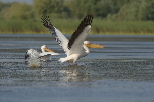 Great white pelicans (Pelecanus onocrotalus), Danube Delta, Murighiol, Romania, Europe