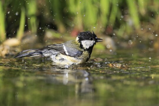 Great tit (Parus major), adult, bathing, in water, garden pond, Rhineland-Palatinate, Germany