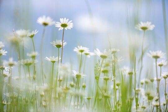 Marguerite (Leucanthemum) against blue sky, frog perspective, Bavaria, Germany