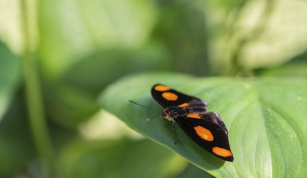 Blue-frosted Banner, Blue-frosted Catone or Grecian Shoemaker (Catonephele numilia), butterfly perched on a green leaf, captive