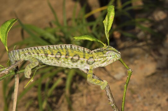 Carpet Chameleon (Furcifer lateralis), male, Madagsacar