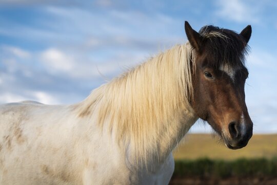 Icelandic horse (Equus islandicus) in evening light, portrait, L&yacute;tingssta&eth;ir, North Iceland, Iceland
