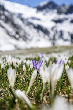 Meadow full of white and purple crocuses, sea of blossoms, snow-capped mountains, mountain landscape in spring, Oberbergtal, Oberissalm, Stubai Alps, Tyrol, Austria