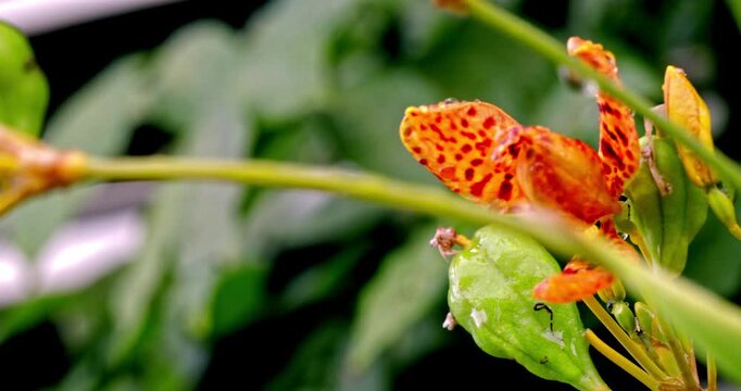 Close-up of the orange-red spotted petals of the Iris tectorum flower in Lin Family Garden after the rain.