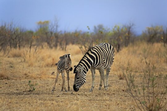 Burchell's Zebra (Equus quagga burchelli), female with foal, Kruger National Park, South Africa