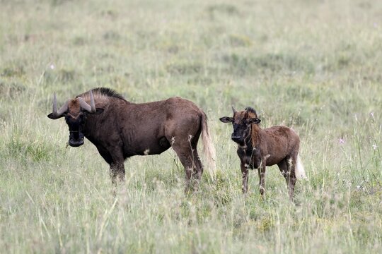 White-tailed wildebeest (Connochaetes gnou), adult, female, mother, young, alert, Mountain Zebra National Park, Eastern Cape, South Africa