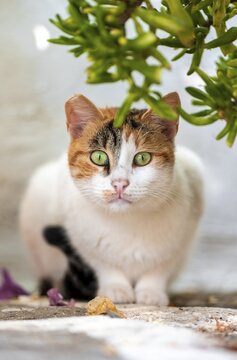 Cat with green eyes lying on the ground, Paros, Cyclades, Aegean Sea, Greece