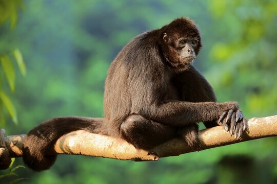 Black ateles paniscus, adult on tree, relaxed, captive, occurrence South America