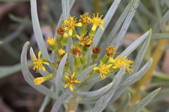Senecio sarcoides, blooming, Kirstenbosch Botanic Garden, Cape Town, South Africa