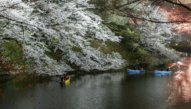 Canal with rowing boats in front of blooming cherry trees on a canal at night, Japanese cherry blossom in spring, Hanami festival, Chidorigafuchi Green Way, Tokyo, Japan