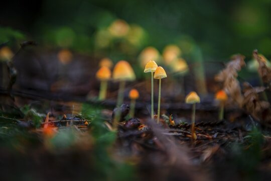 Small yellow Bonnets (Mycena) on forest floor, temperate rainforest, Mt. Baker-Snoqualmie National Forest, Washington, USA