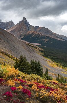 View to Mount Athabasca and Hilda Peak in autumn, Parker Ridge, Jasper National Park National Park, Canadian Rocky Mountains, Alberta, Canada