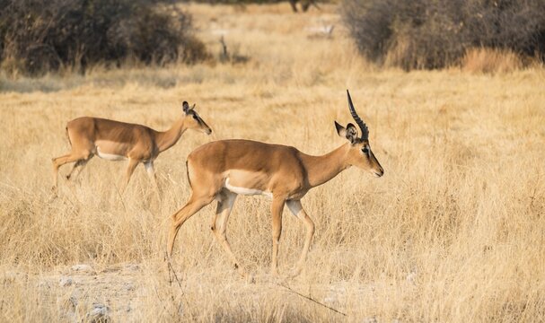 Impalas (Aepyceros melampus petersi), Etosha National Park, Namibia