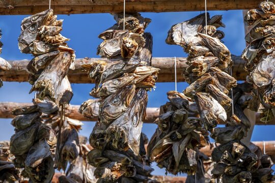 Cod heads drying on wooden rack, Lofoten, Norway