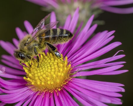 Honey bee (Apis mellifera) on Asterflower (Aster), Lower Austria, Austria