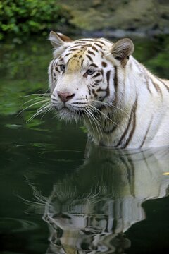White Bengal tiger (Panthera tigris tigris), adult in water with reflection, portrait, captive, native to India