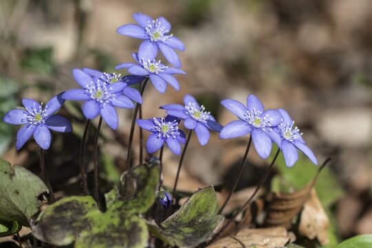 Liverwort (Hepatica nobilis), North Rhine-Westphalia, Germany