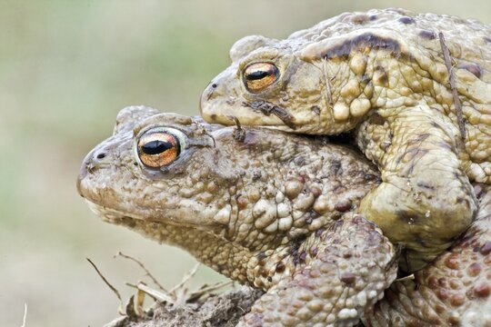 Common Toad or European Toad (Bufo bufo), male clasping female, in amplexus, North Hesse, Hesse, Germany