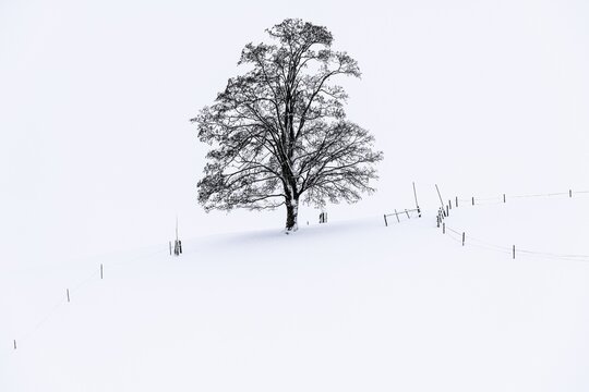 Single tree in winter landscape, Ronsberg, Ostallg&auml;u, Bavaria, Germany