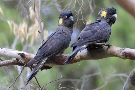 Yellow-tailed black cockatoos (Calyptorhynchus funereus), adult, pair sitting on tree, Kangaroo Island, South Australia, Australia