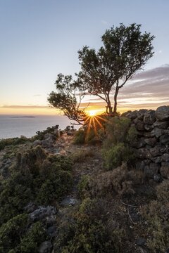 Sunset behind trees, sun star, landscape with macchia, Nisyros, Dodecanese, Greece