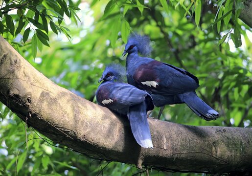 Western Crowned Pigeons (Goura cristata), sitting in tree, native to Asia, captive