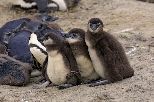 Jackass Penguins (Spheniscus demersus), young, Boulders Beach, Simon's Town, Western Cape, South Africa