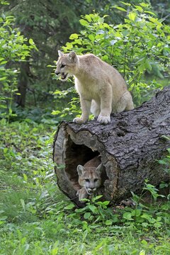 Two cougars (Puma concolor), adult, on hollowed tree trunk, Pine County, Minnesota, USA