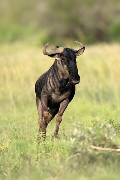 Blue wildebeest (Connochaetes taurinus), adult, jumping, running, Pilanesberg National Park, North West Province, South Africa