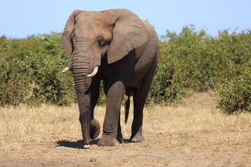 Fototapeta premium Afrikanischer Elefant / African elephant / Loxodonta africana