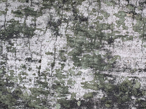 Complex surface dissolution revealing underlying strata with lichen-like organic formations