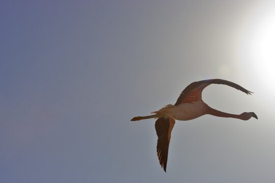 Andean Flamingo (Phoenicopterus andinus), Reserva Nacional los Flamencos, Atacama Desert, Chile, South America