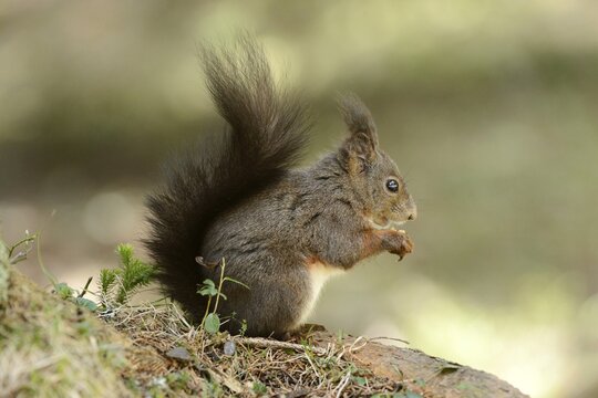 Eurasian Red Squirrel (Sciurus vulgaris) during feeding, Graub&uuml;nden, Canton of Graub&uuml;nden, Switzerland