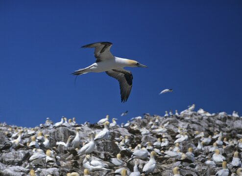 Northern Gannet colony (Morus bassanus), Bass Rock, North Berwick, Scotland, UK, Europe