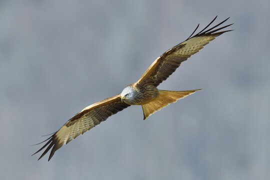 Red kite (Milvus milvus), Altvogel im Flug, Canton Zug, Switzerland