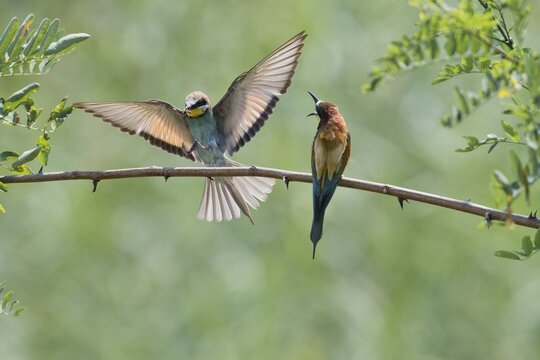 Bee-eater (Merops apiaster), Rhineland-Palatinate, Germany