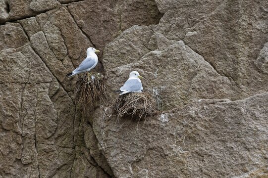 Black-legged Kittiwakes (Rissa tridactyla), nesting, Chukotka, Russia