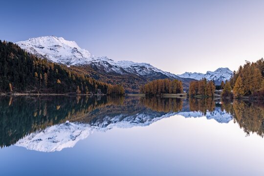 Autumnal larch forest and snow-covered mountains are reflected in the Lake Champfer, evening mood, St. Moritz, Engadin, Grisons, Switzerland