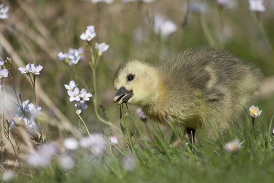 Greylag Goose (anser anser), gosling, North Hesse, Hesse, Germany