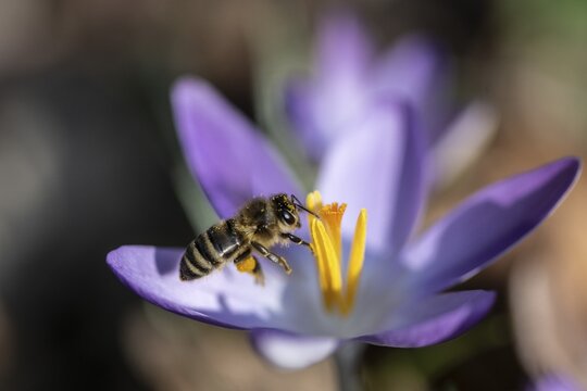 Honey bee (Apis mellifera) on elfin crocus (Crocus tommasinianus), Emsland, Lower Saxony, Germany