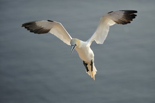 Gannet (Morus bassanus, bassana Sula) approaching the hatchery