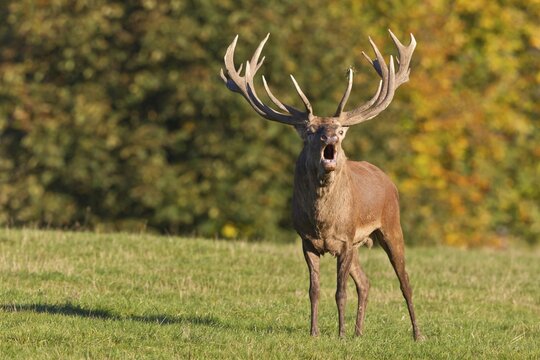 Roaring Red Deer (Cervus elaphus), captive, Lower Saxony, Germany