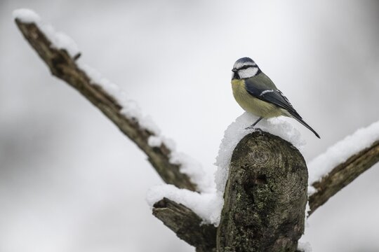 Blue tit (Parus caerulea), Emsland, Lower Saxony, Germany