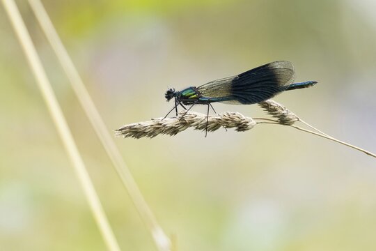 Banded demoiselle (calopteryx splendens), male, sitting on grass spike, Hesse, Germany